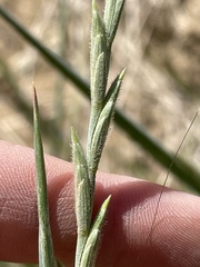 Thinopyrum intermedium intermedium