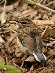 Cercotrichas quadrivirgata