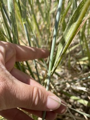 Thinopyrum intermedium intermedium