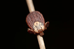 Dermacentor marginatus