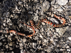 Lampropeltis knoblochi
