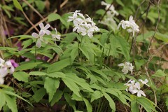 Cardamine altaica