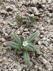 Amsinckiopsis kingii