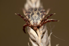 Dermacentor marginatus