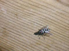 Trigonospila transvittata