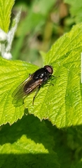Cheilosia albitarsis