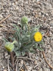 Erigeron aphanactis aphanactis