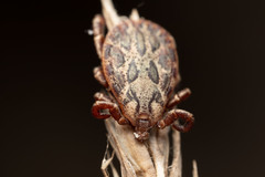 Dermacentor marginatus