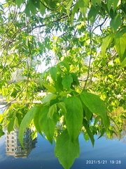 Acer negundo