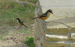 Laniarius ferrugineus ferrugineus