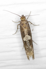 Acrolepiopsis assectella