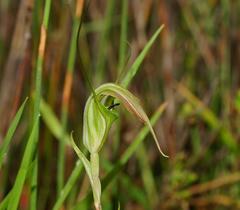 Pterostylis decurva