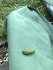 Phlogophora meticulosa