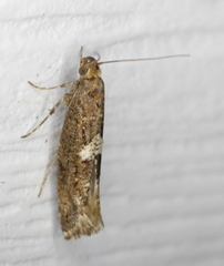 Acrolepiopsis assectella