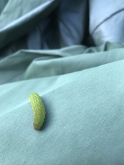 Phlogophora meticulosa