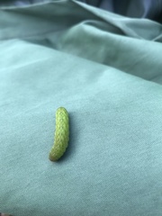 Phlogophora meticulosa