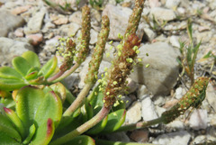Plantago carnosa