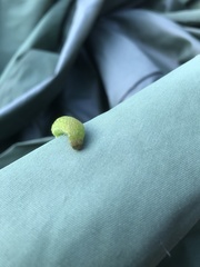 Phlogophora meticulosa