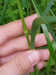 Arrhenatherum elatius bulbosum