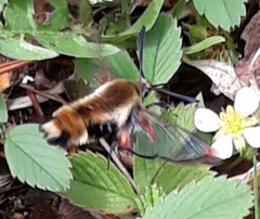 Hemaris aethra