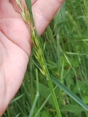 Arrhenatherum elatius bulbosum