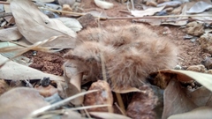Caprimulgus asiaticus
