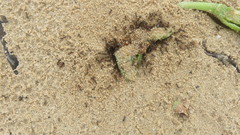 Anoplolepis steingroeveri