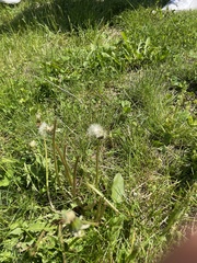 Taraxacum