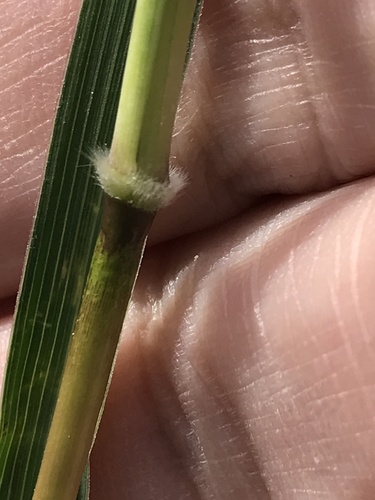 Bothriochloa barbinodis