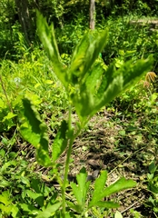 Geum laciniatum