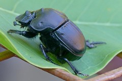 Phanaeus texensis