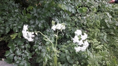 Anthriscus sylvestris