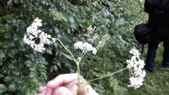 Anthriscus sylvestris