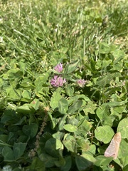 Trifolium pratense
