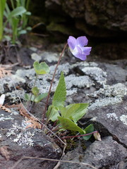 Viola novae-angliae