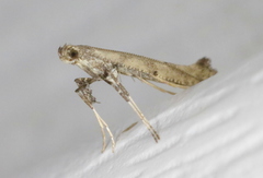 Caloptilia populetorum