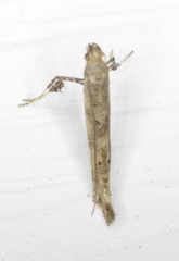 Caloptilia populetorum