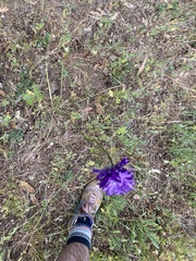 Dichelostemma congestum