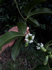 Cayaponia granatensis