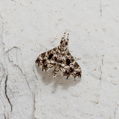 Sisyracera inabsconsalis