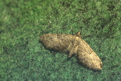Eupithecia lanceata