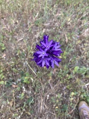 Dichelostemma congestum