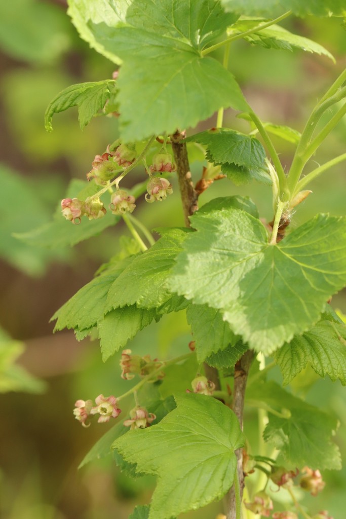 Ribes nigrum — an easy houseplant, prefers full sun light