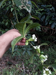 Cayaponia granatensis