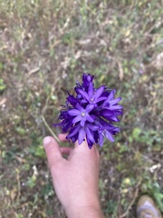 Dichelostemma congestum