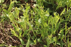 Myosotis krylovii