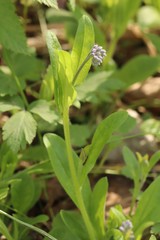 Myosotis krylovii