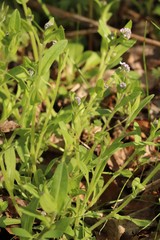 Myosotis krylovii