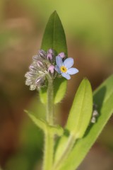 Myosotis krylovii