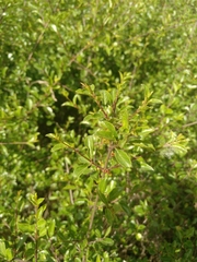 Rhamnus saxatilis